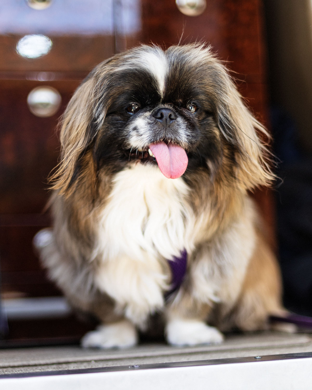 Dog sitting in a private jet cabin — every passenger flies first class with DV Aviation